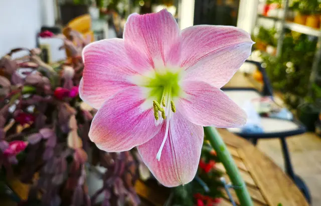 Amaryllis | Foto: Shima Mahi