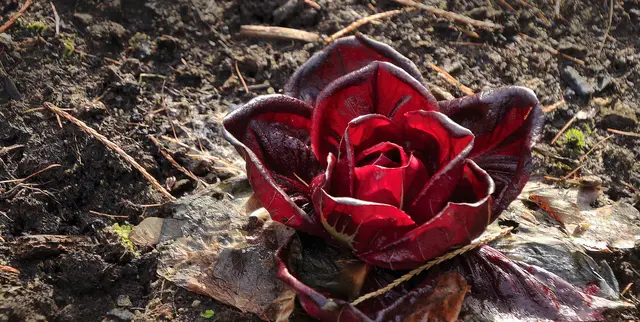 Durch den Verein zur Erhaltung der Nutzpflanzenvielfalt (VEN) wurde die Endivie zum "Gemüse des Jahres 2005" gewählt.