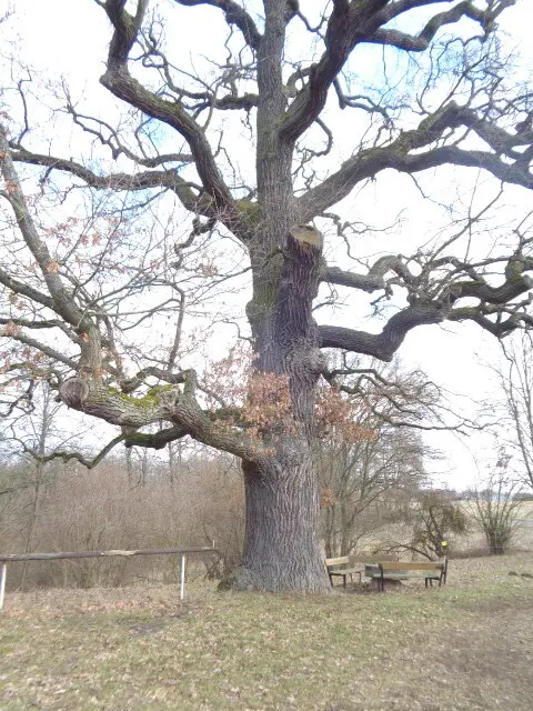An der Steintischbaude