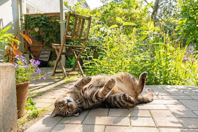 Katzen sind die beliebtesten Haustiere in Deutschland. Fast 16 Millionen finden hier ein Zuhause. | Foto: DJD/Vonovia/Simon Bierwald