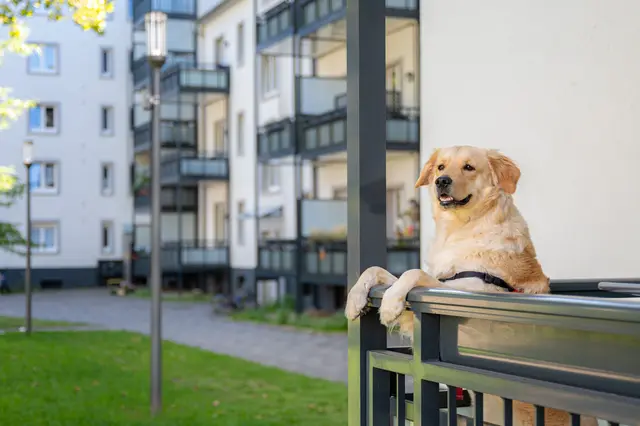 Der treue Begleiter des Menschen: Mehr als zehn Millionen Hunde leben in deutschen Haushalten. | Foto: DJD/Vonovia/Simon Bierwald