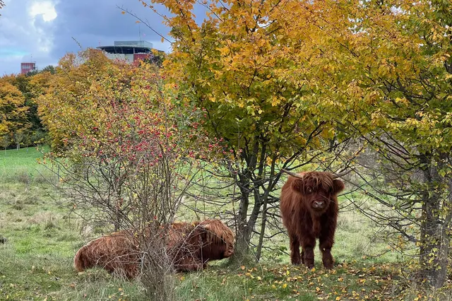 Schottische Hochlandrinder am Steppacher Weg auf den neu angelegten Ausgleichsflächen für den Medizin-Campus vor dem Klinikpark | Foto: Dr. Dietmar Kuhlmann, Neusäß, 10/2025