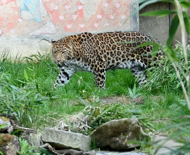 Leopardenkater Surest soll ein Weibchen in einem dänischen Zoo beglücken