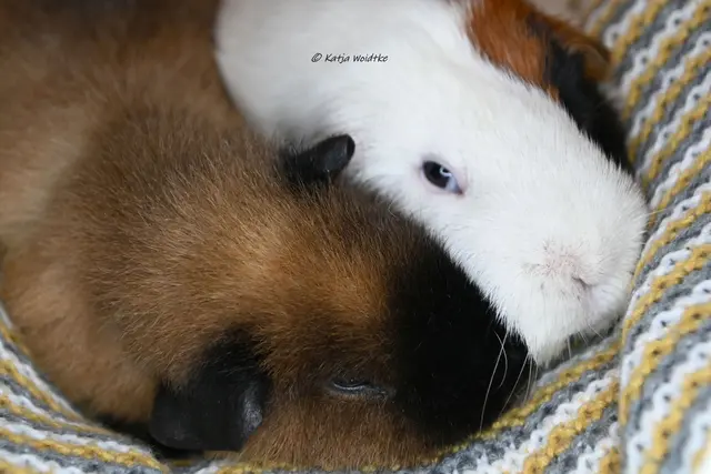 "Liebe dein Haustier"-Tag (Foto: Katja Woidtke)

Kuschelzeit für Pelle und Emil  | Foto: Katja Woidtke