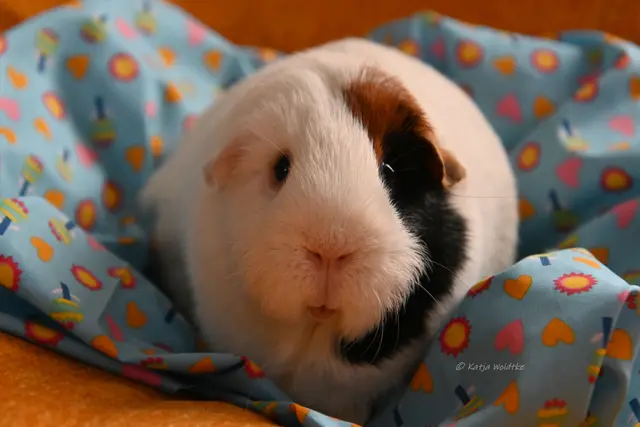 "Liebe dein Haustier"-Tag (Foto: Katja Woidtke) | Foto: Katja Woidtke