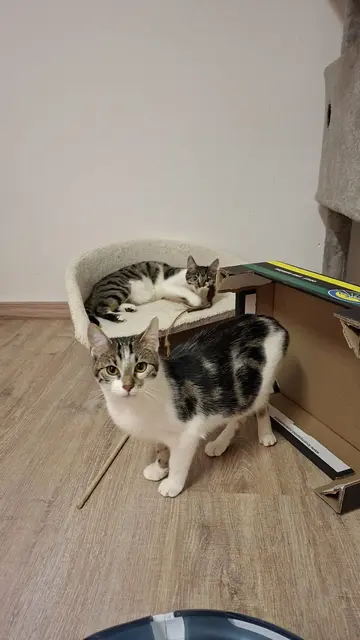 Dödel (vorne) und Dussel | Foto: Pflegestelle