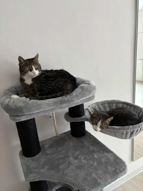 Samy und Deani (ehemals Tony und Taylor) | Foto: privat