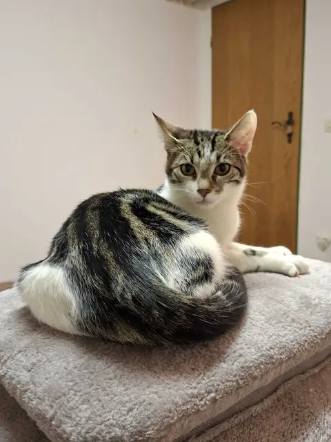 Dödel | Foto: Pflegestelle