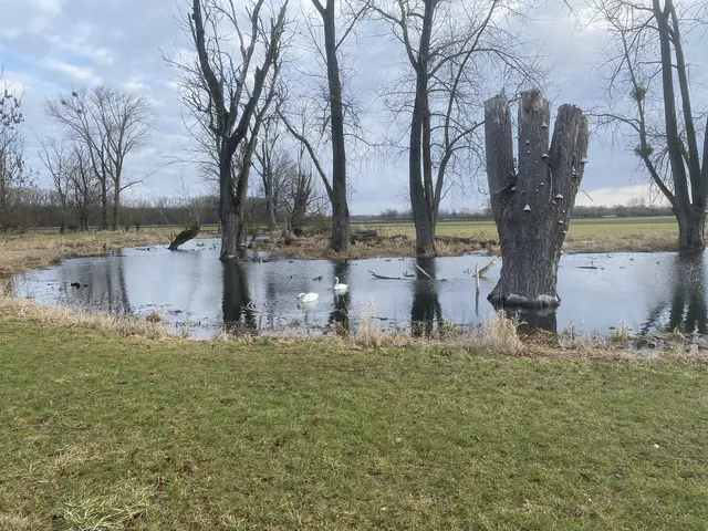 Der Koldinger Mühlenbach ist aufgetaut