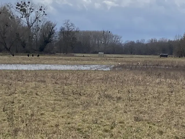 Die Wasserbüffel am Bibersee werden immer von unseren Störchen besucht.