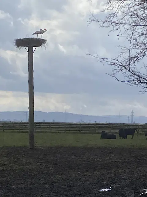 Koldi und Poldi sind wieder auf ihrem Nest