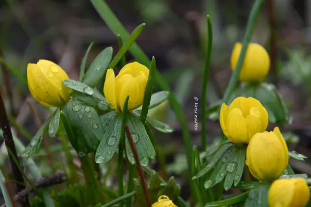 Garten im Jahreslauf (Foto: Katja Woidtke)

Summender Garten im Februar | Foto: Katja Woidtke