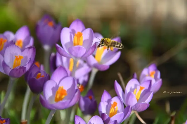 Garten im Jahreslauf (Foto: Katja Woidtke)

Summender Garten im Februar | Foto: Katja Woidtke