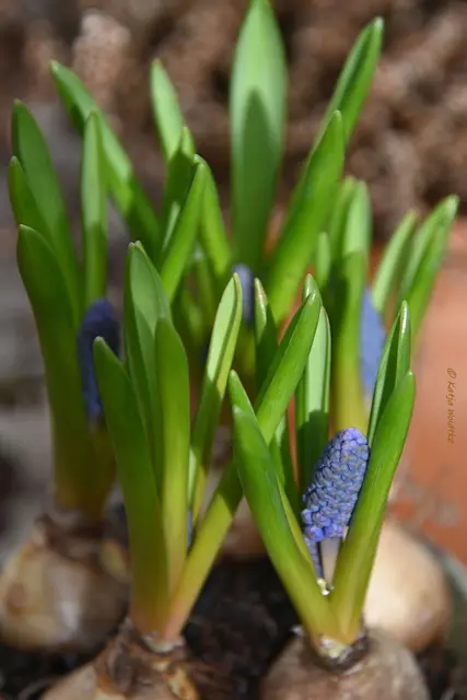 Garten im Jahreslauf (Foto: Katja Woidtke)

Summender Garten im Februar | Foto: Katja Woidtke
