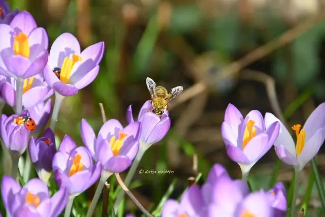 Garten im Jahreslauf (Foto: Katja Woidtke)

Summender Garten im Februar | Foto: Katja Woidtke