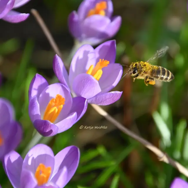 Garten im Jahreslauf (Foto: Katja Woidtke)

Summender Garten im Februar | Foto: Katja Woidtke