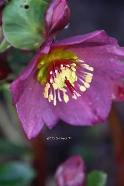 Garten im Jahreslauf (Foto: Katja Woidtke)

Summender Garten im Februar | Foto: Katja Woidtke