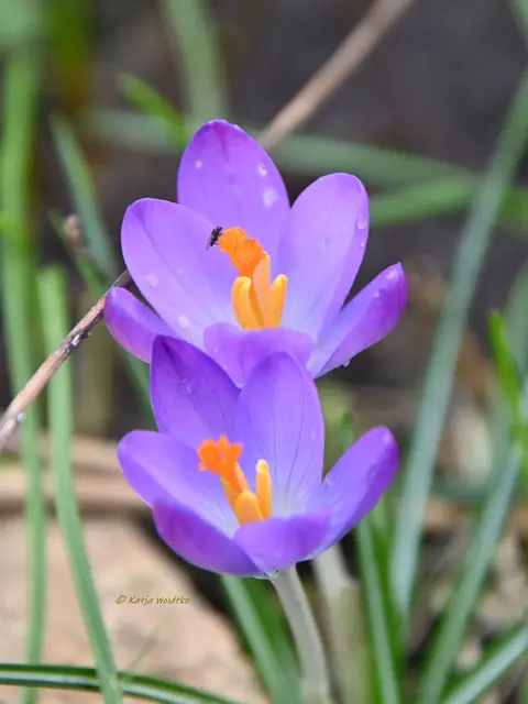 Garten im Jahreslauf (Foto: Katja Woidtke)

Summender Garten im Februar | Foto: Katja Woidtke
