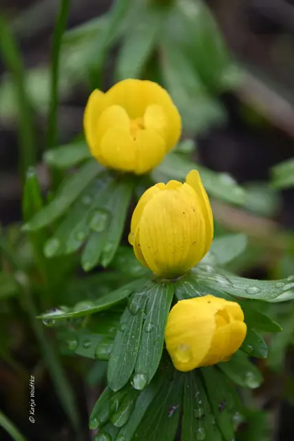 Garten im Jahreslauf (Foto: Katja Woidtke)

Summender Garten im Februar | Foto: Katja Woidtke