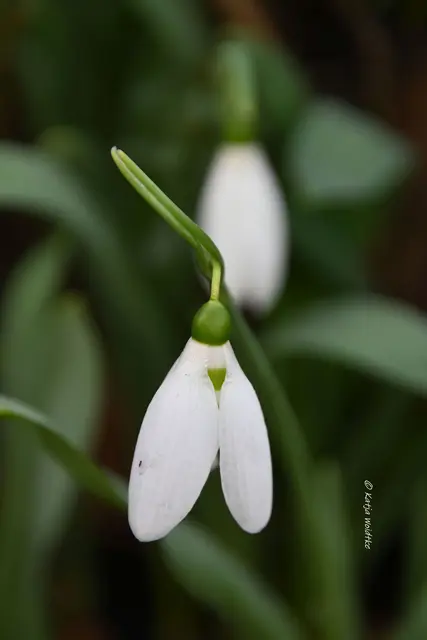 Garten im Jahreslauf (Foto: Katja Woidtke)

Summender Garten im Februar | Foto: Katja Woidtke