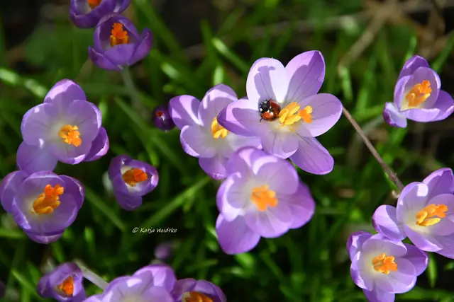 Garten im Jahreslauf (Foto: Katja Woidtke)

Summender Garten im Februar | Foto: Katja Woidtke