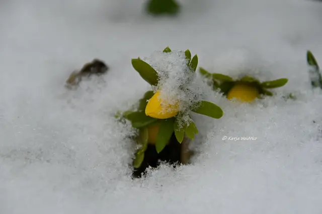 Garten im Jahreslauf (Foto: Katja Woidtke)

Summender Garten im Februar | Foto: Katja Woidtke