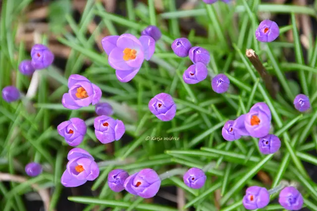 Garten im Jahreslauf (Foto: Katja Woidtke)

Summender Garten im Februar | Foto: Katja Woidtke
