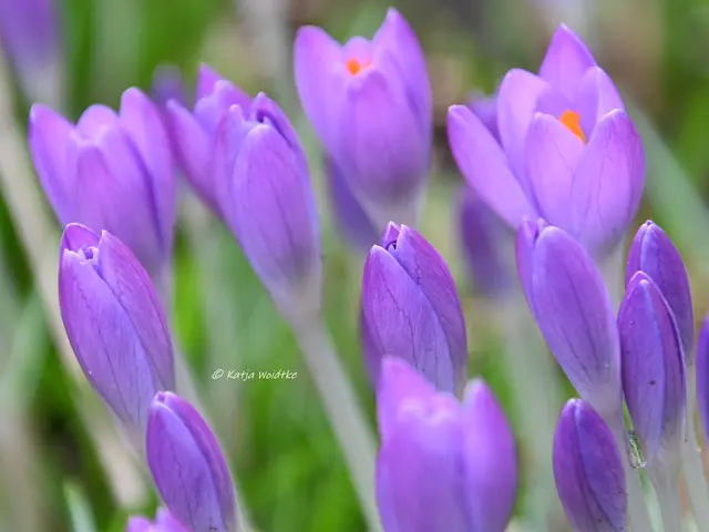 Garten im Jahreslauf (Foto: Katja Woidtke)

Summender Garten im Februar | Foto: Katja Woidtke