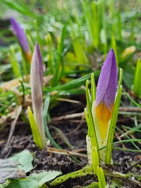 Garten im Jahreslauf (Foto: Katja Woidtke)

Summender Garten im Februar | Foto: Katja Woidtke