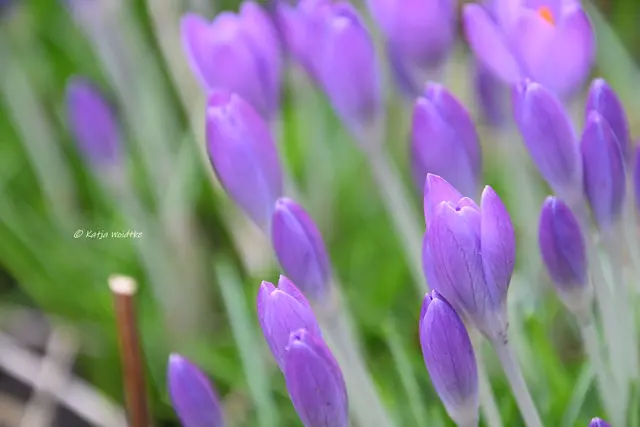 Garten im Jahreslauf (Foto: Katja Woidtke)

Summender Garten im Februar | Foto: Katja Woidtke