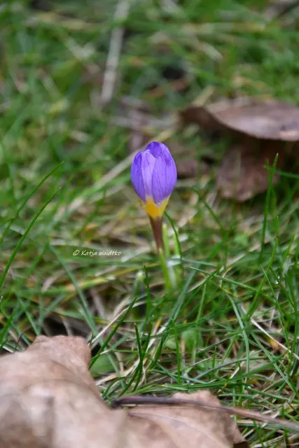 Garten im Jahreslauf (Foto: Katja Woidtke)

Summender Garten im Februar | Foto: Katja Woidtke