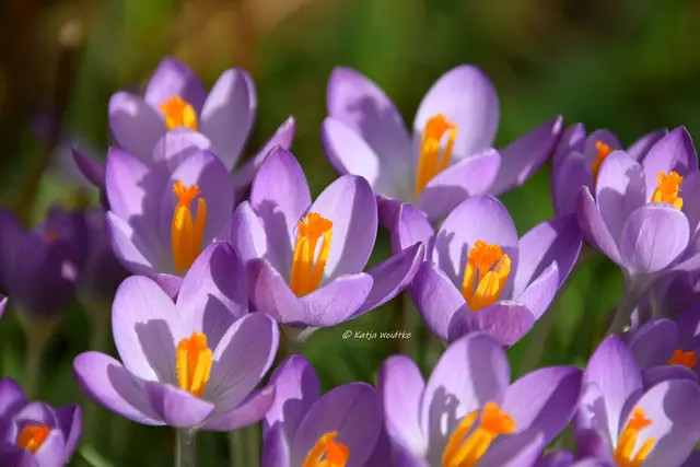 Garten im Jahreslauf (Foto: Katja Woidtke)

Summender Garten im Februar | Foto: Katja Woidtke