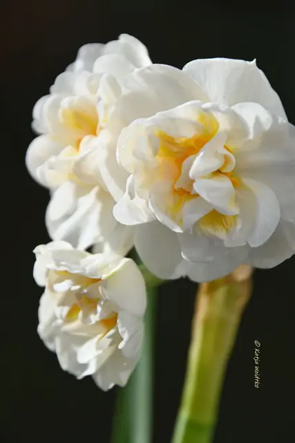 Garten im Jahreslauf (Foto: Katja Woidtke)

Summender Garten im Februar | Foto: Katja Woidtke