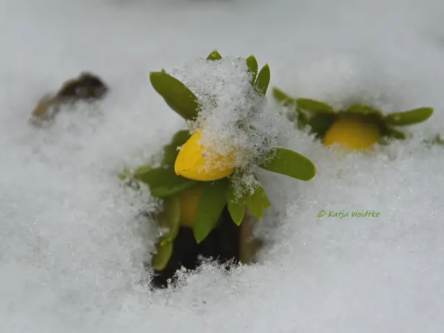 Garten im Jahreslauf (Foto: Katja Woidtke)

Summender Garten im Februar | Foto: Katja Woidtke