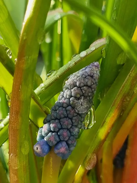 Garten im Jahreslauf (Foto: Katja Woidtke)

Summender Garten im Februar | Foto: Katja Woidtke