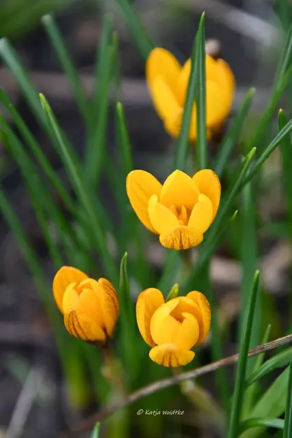 Garten im Jahreslauf (Foto: Katja Woidtke)

Summender Garten im Februar | Foto: Katja Woidtke