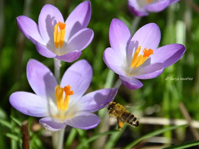 Garten im Jahreslauf (Foto: Katja Woidtke)

Summender Garten im Februar | Foto: Katja Woidtke