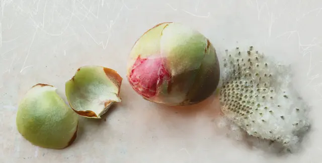 Kamelienknospe und Flugsamen der Herbstanemone (Anemone hupehensis) 