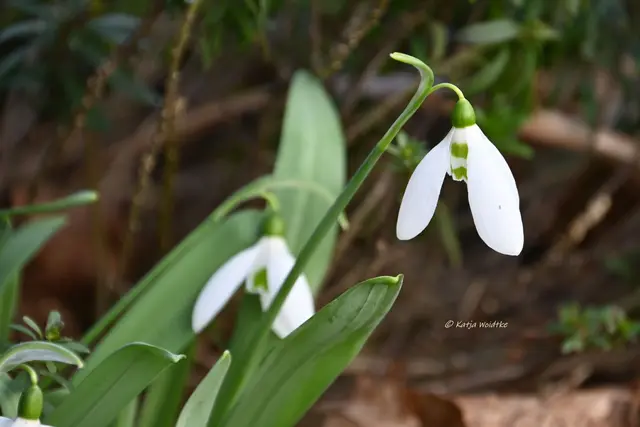 Garten im Jahreslauf (Foto: Katja Woidtke)

Summender Garten im Februar | Foto: Katja Woidtke