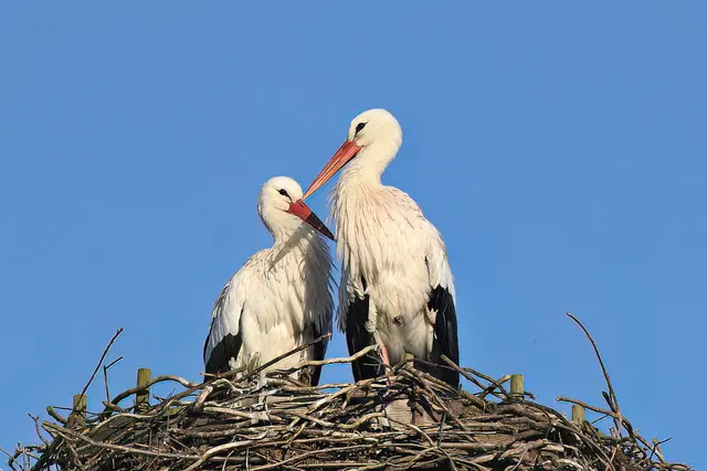 Foto: Copyright Andreas Schäfer