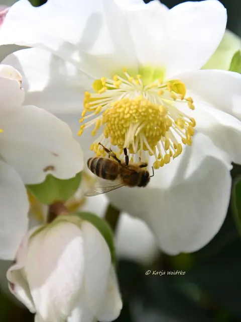 Garten im Jahreslauf (Foto: Katja Woidtke)

Summender Garten im Februar | Foto: Katja Woidtke