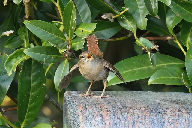 Foto: Copyright Andreas Schäfer