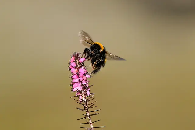 Foto: Copyright Andreas Schäfer