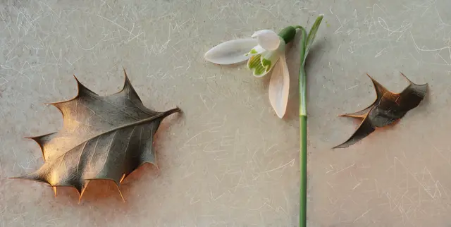 Übrigens: Aufgrund der stacheligen Blätter galt die Stechpalme (Ilex) in vorchristlicher Zeit als Schutz vor allen bösen Gedanken und Taten.
Das Schneeglöckchen steht für den Sieg des Frühlings über den Winter.