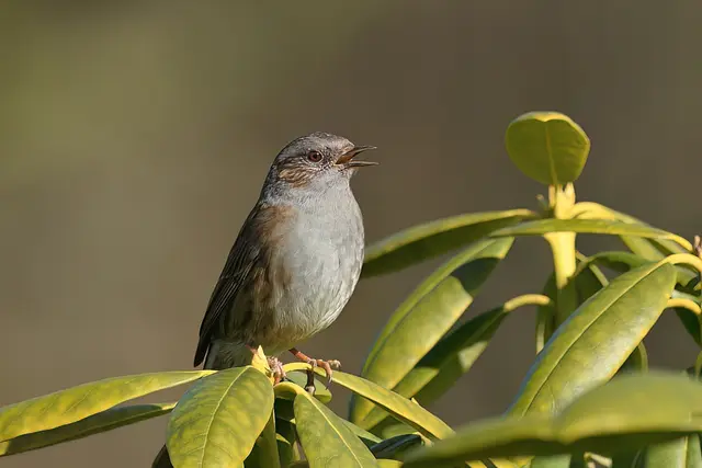 Foto: Copyright Andreas Schäfer