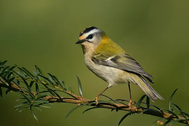 Foto: Copyright Andreas Schäfer