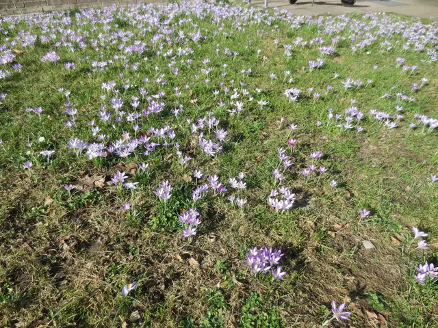 Hier stehen die kleinen Krokusse dicht gedrängt.