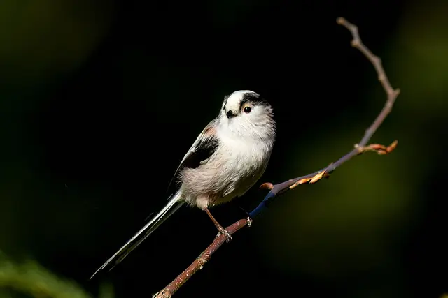 Foto: Copyright Andreas Schäfer