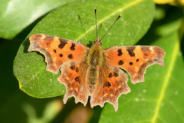 Schmetterling C-Falter | Foto: Copyright Andreas Schäfer