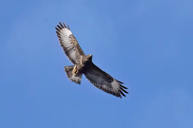 Foto: Copyright Andreas Schäfer